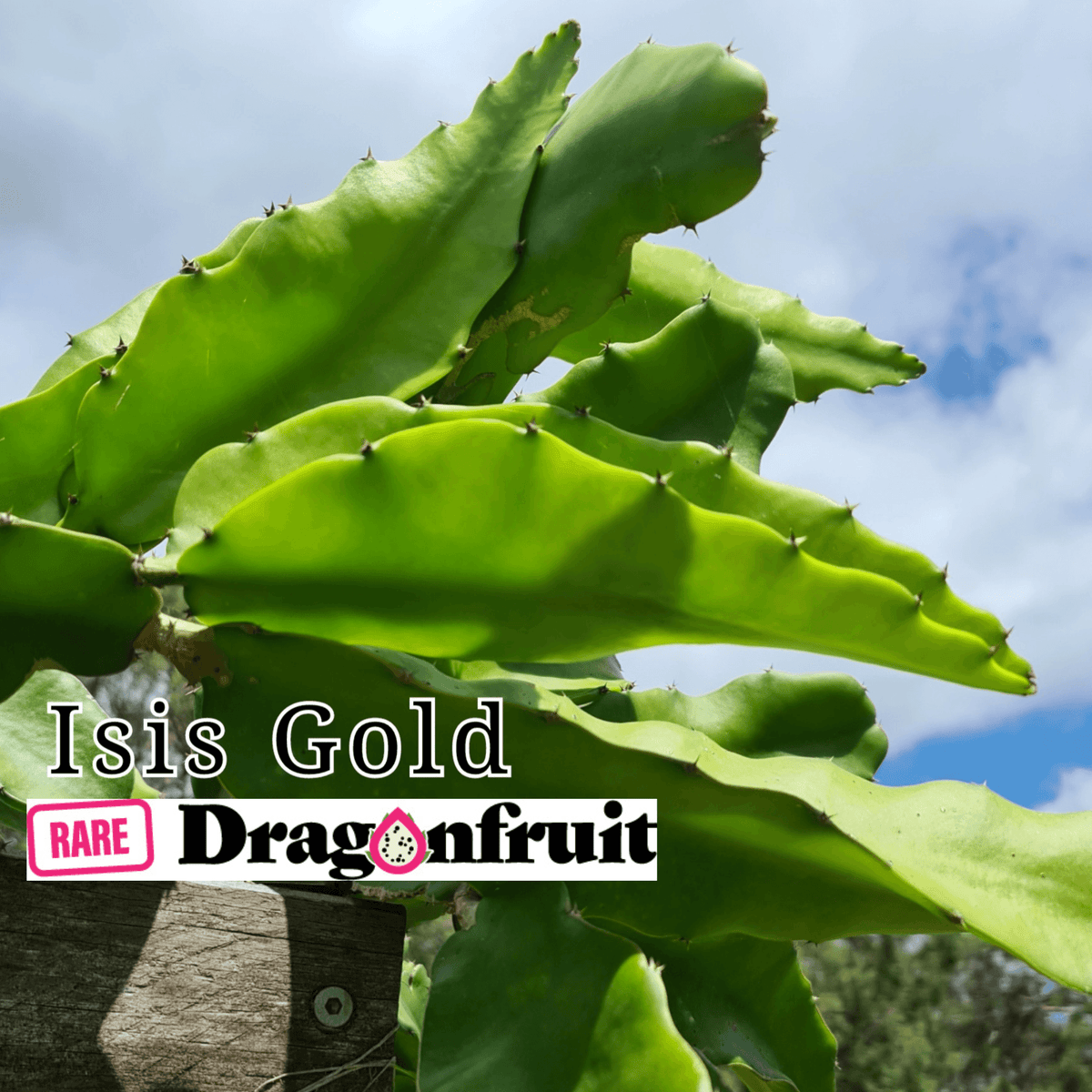 Isis Gold - Hylocereus Undatus X QLD Australian Dragon Fruit Variety - Rare Dragon Fruit