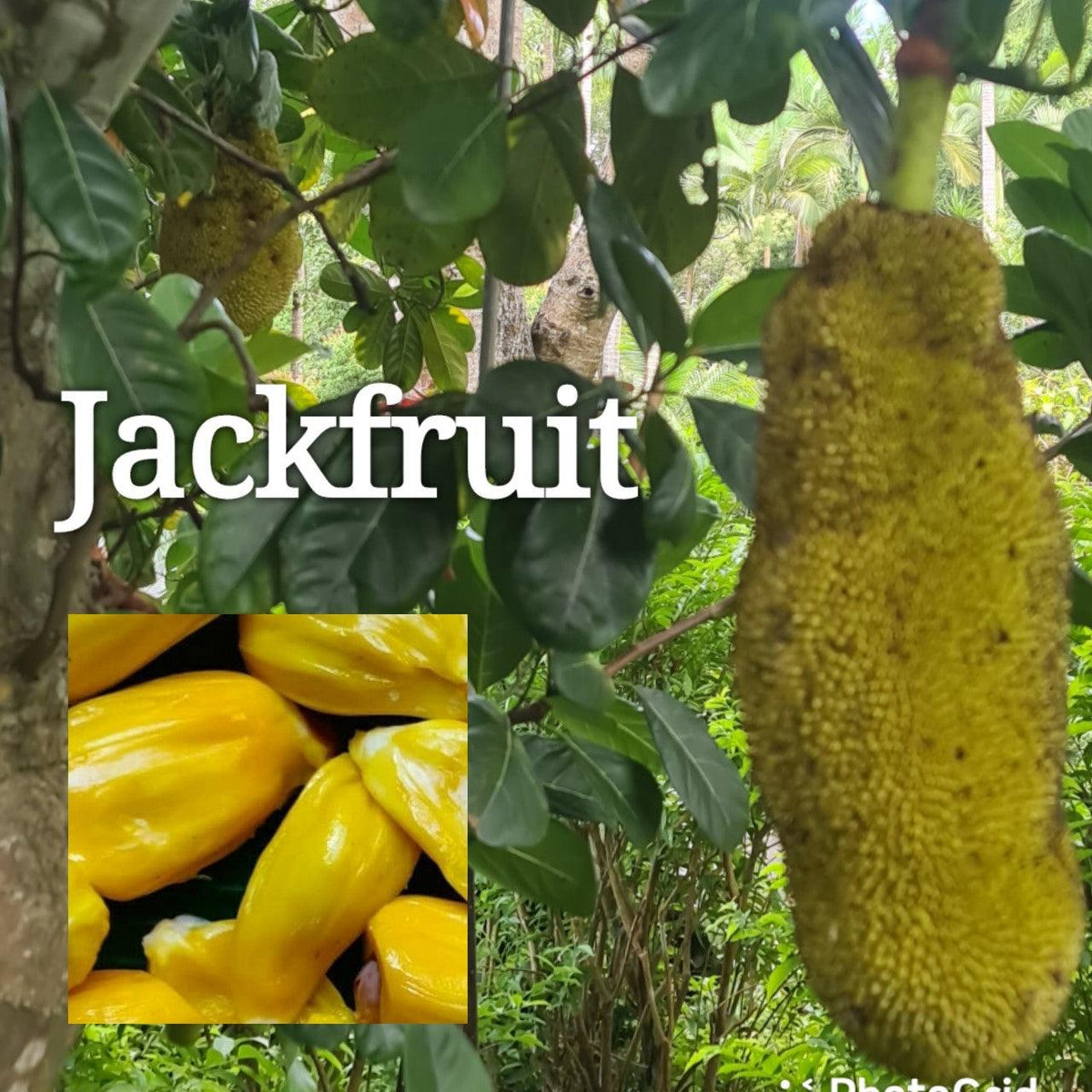 Jack Fruit- Artocarpus heterophyllus - Rare Dragon Fruit