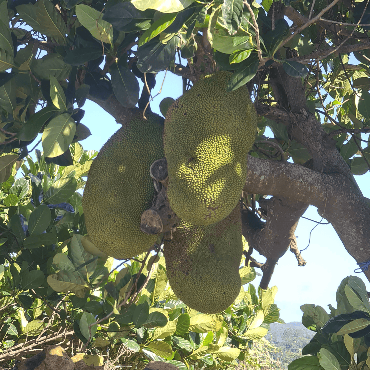 Jack Fruit- Artocarpus heterophyllus - Rare Dragon Fruit