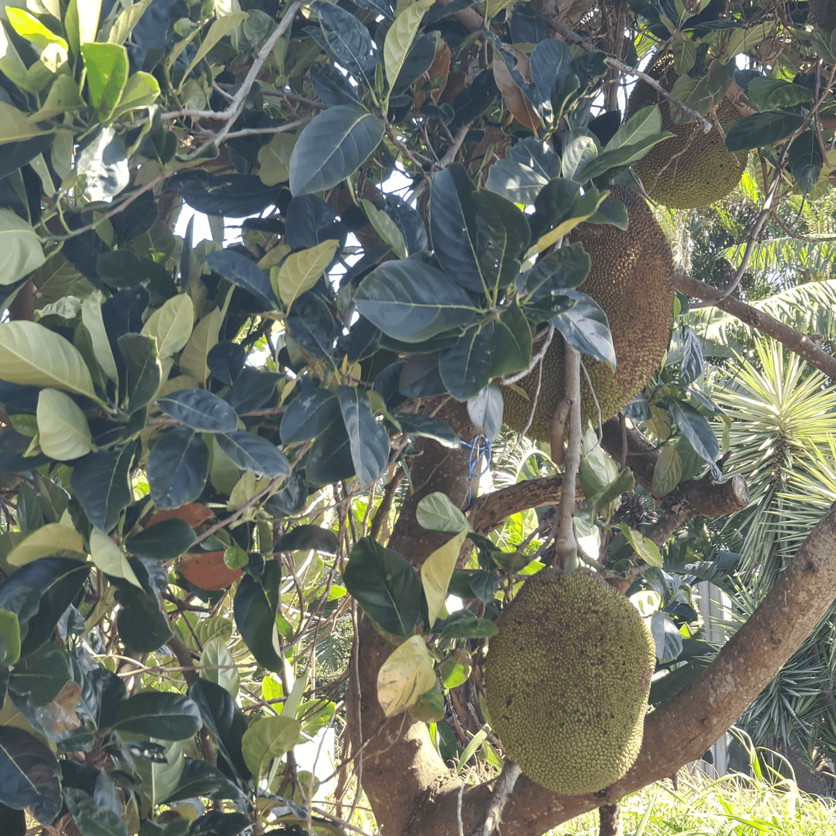 Jack Fruit- Artocarpus heterophyllus - Rare Dragon Fruit