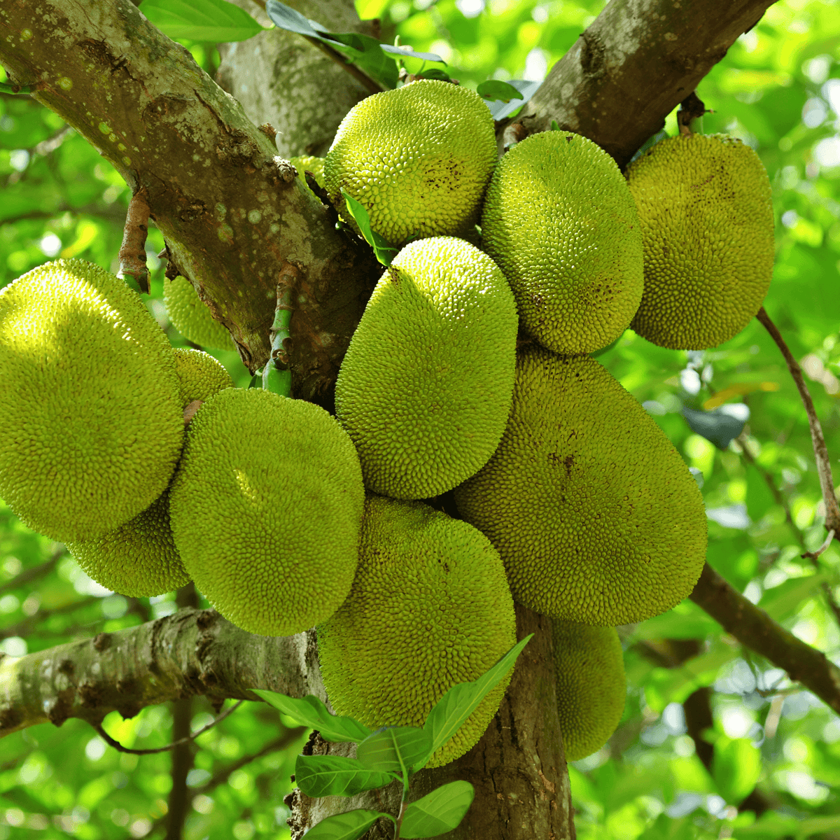 Jack Fruit- Artocarpus heterophyllus - Rare Dragon Fruit