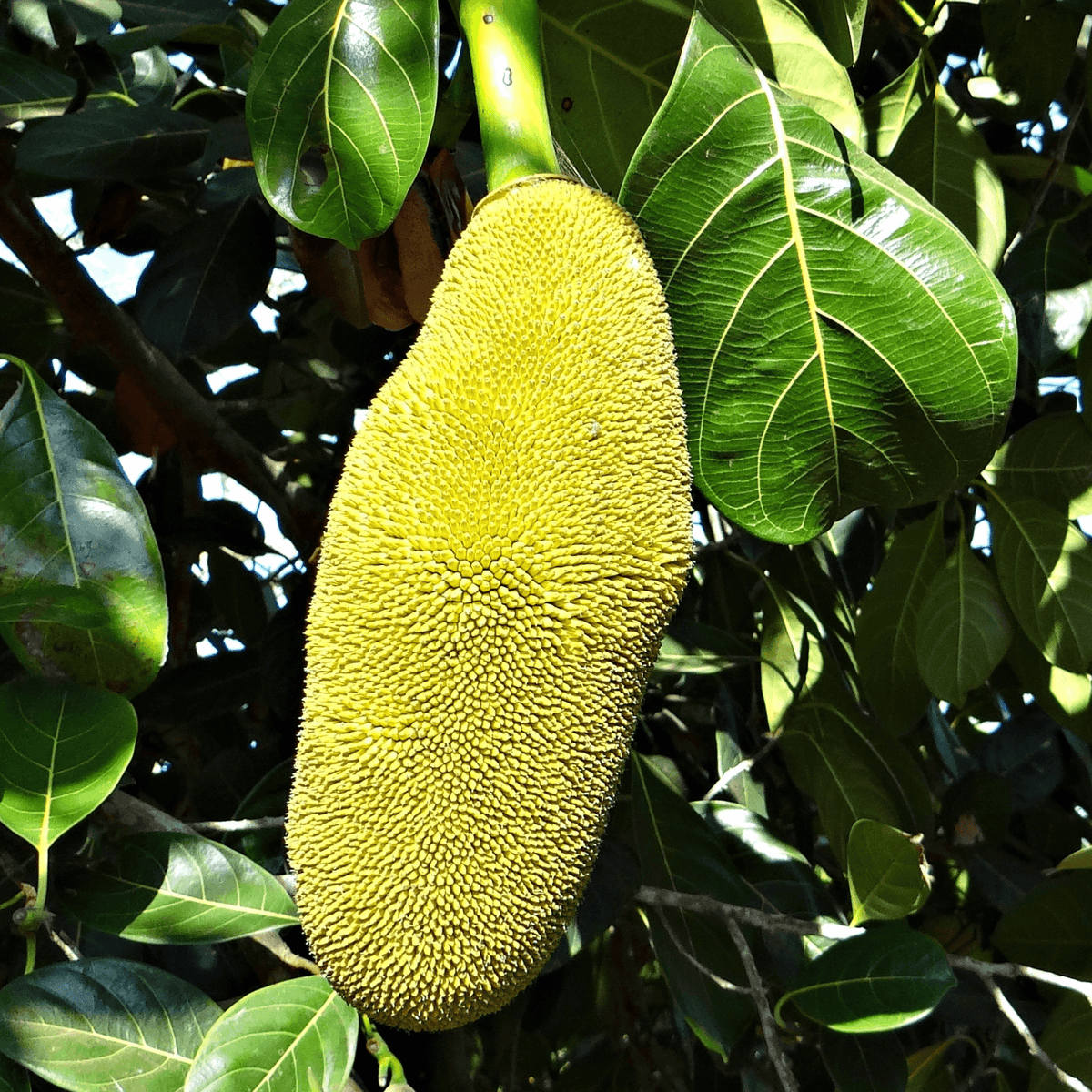 Jack Fruit- Artocarpus heterophyllus - Rare Dragon Fruit