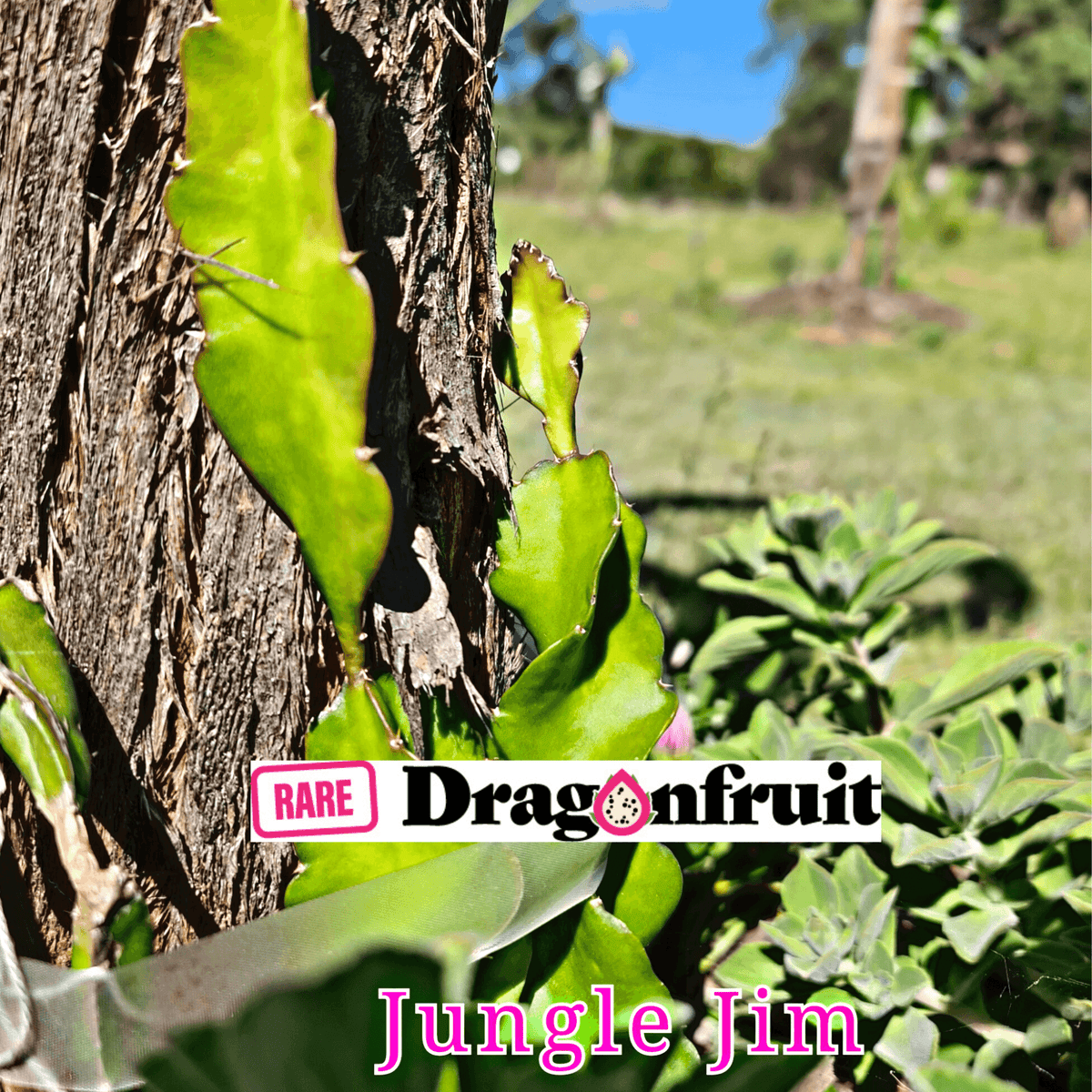 Jungle Jim Dragon Fruit - Rare Dragon Fruit