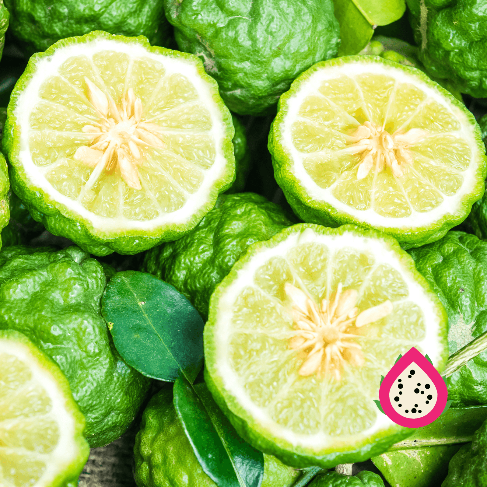 Kaffir Lime -Fruit Tree QLD only - Rare Dragon Fruit