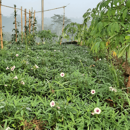 Kangkong, water spinach - Ipomea aquatica - Rare Dragon Fruit