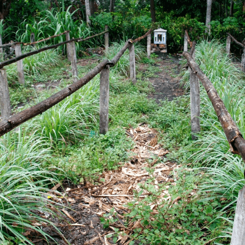 Lemon Grass- Cymbopogon citratus - Rare Dragon Fruit