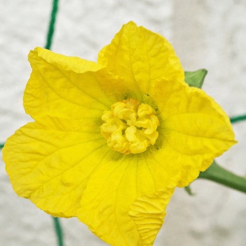 Luffa Gourd (Sponge Gourd) 15 seeds - Rare Dragon Fruit