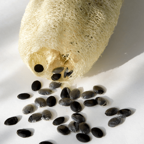 luffa plant seeds Luffa Gourd (Sponge Gourd) 15 seeds