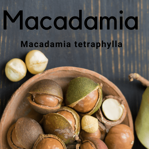 Macadamia Bush Nut - Macadamia tetraphylla - Rare Dragon Fruit