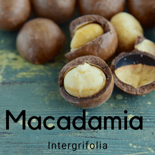 Macadamia integrifolia- Bush tucker - Rare Dragon Fruit