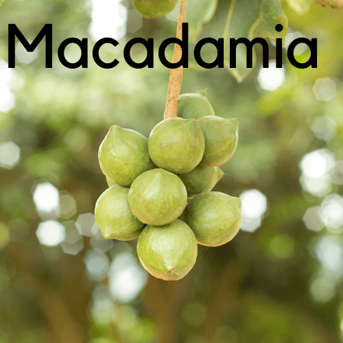 Macadamia integrifolia- Bush tucker - Rare Dragon Fruit