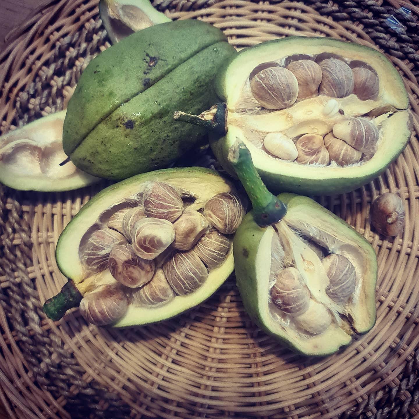 money tree nuts MALABAR CHESTNUT / SABA NUT / Guiana Chestnut - Pachira Giabra