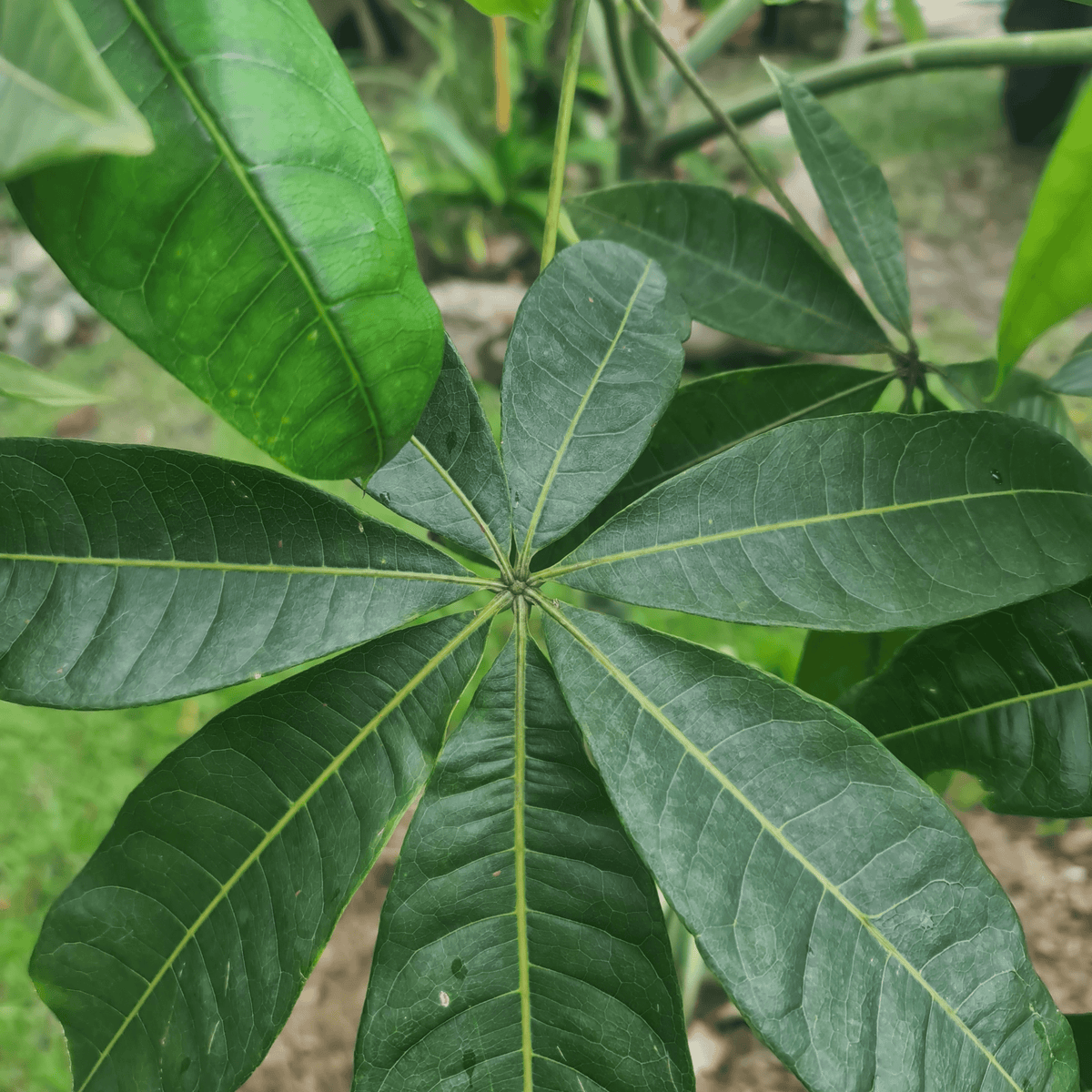 MALABAR CHESTNUT SABA NUT Guiana Chestnut Pachira Giabra