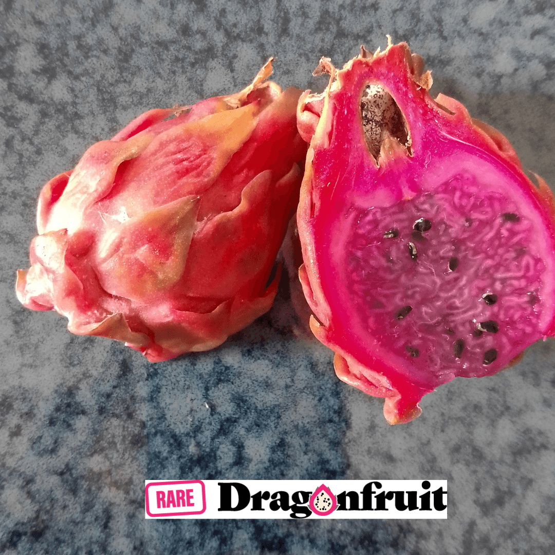 Malaysian purple- Hylocereus guatemalensis Dragon Fruit - Rare Dragon Fruit