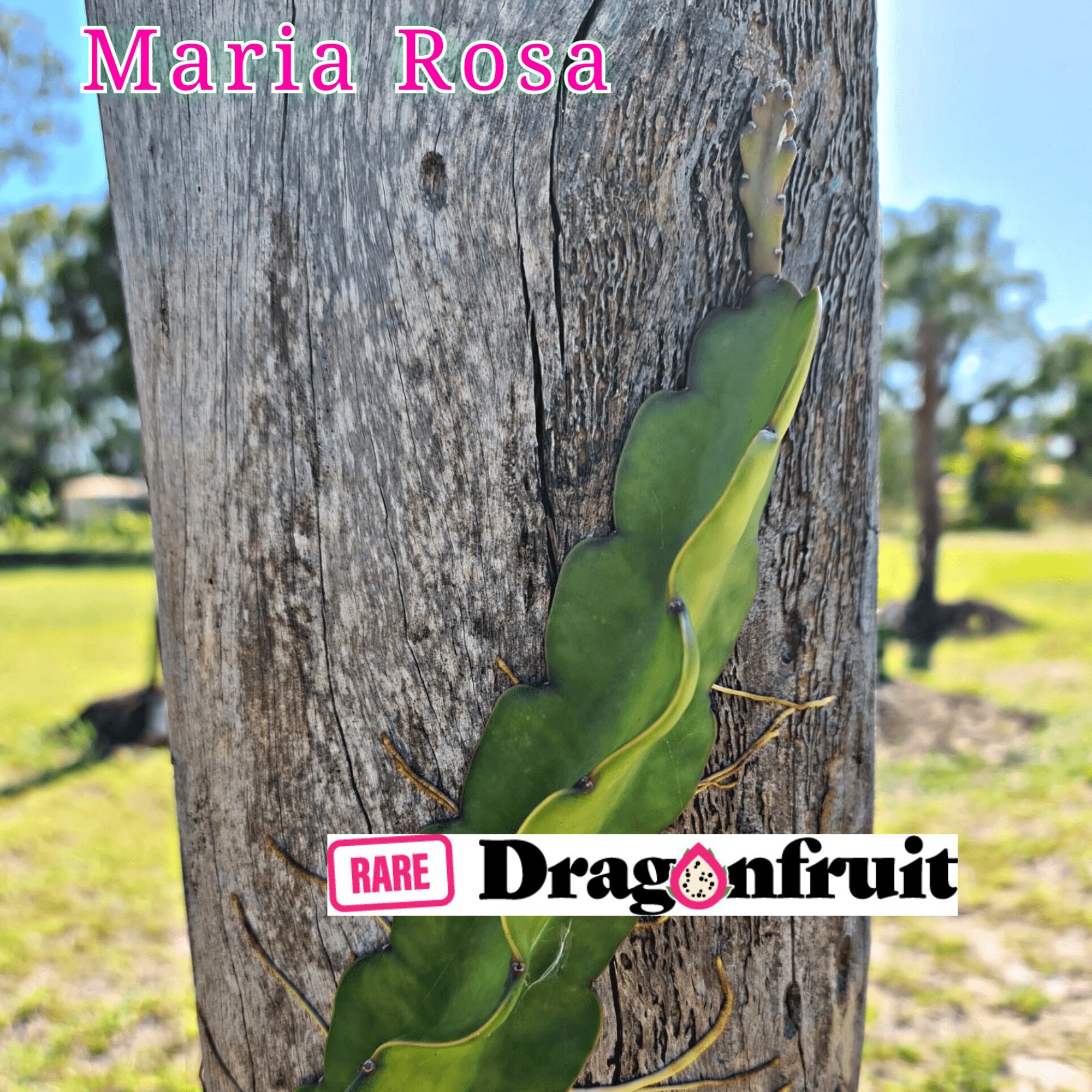 Maria Rosa – H. undatus X H. guatemalensis - Rare Dragon Fruit