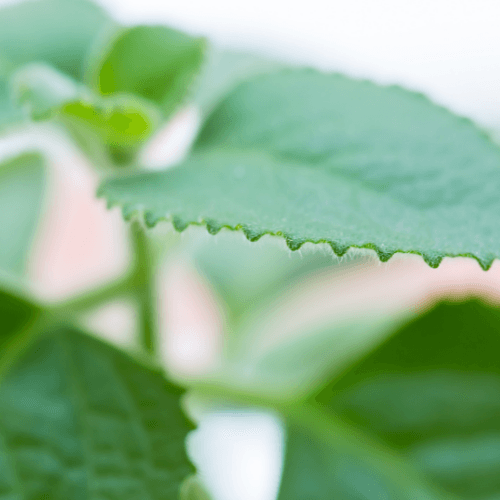 Mexican Mint, Cuban Oregano, Mother of all herbs (Coleus amboinicus) - Rare Dragon Fruit