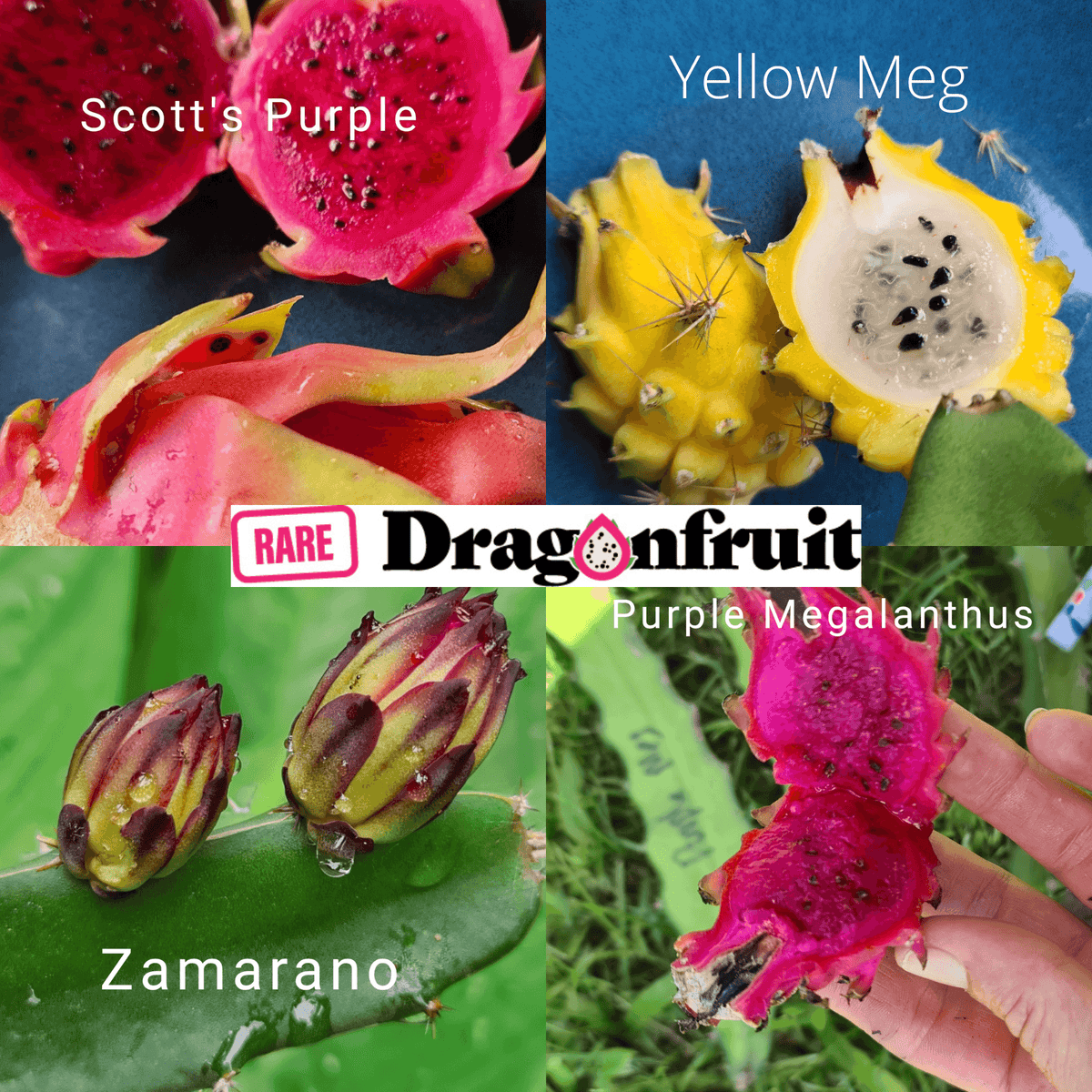 Mixed Dragon Fruit x4 Yellow &amp; Purple Megalanthus, Scotts Purple &amp; Zamerano - Rare Dragon Fruit