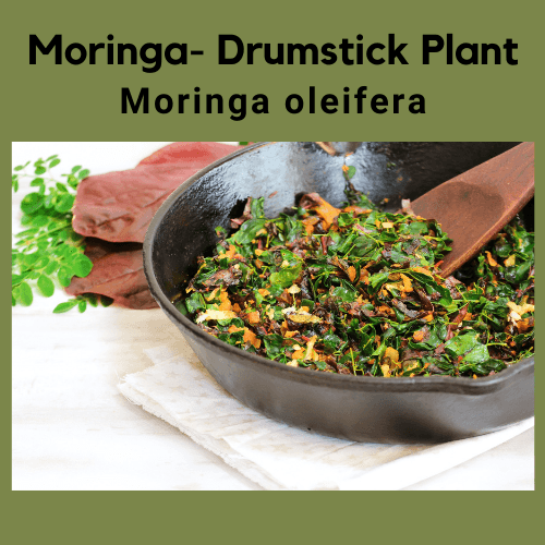 Moringa oleifera- Drumstick Tree - Moringa - Tree of life. - Rare Dragon Fruit