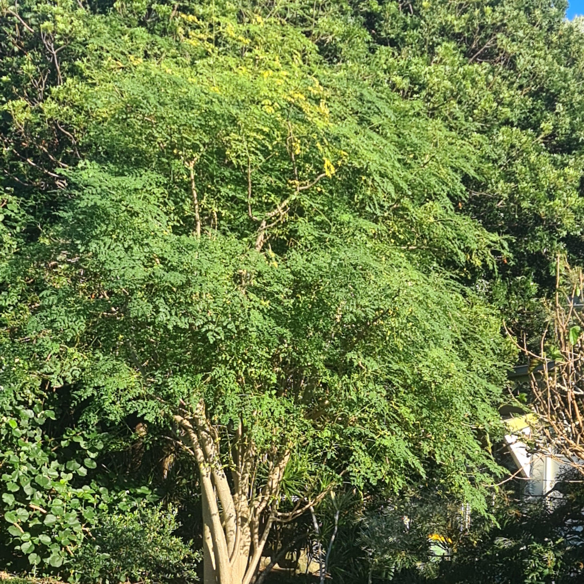Murringa 5 Seeds Moringa oleifera- Drumstick Tree - Moringa - Tree of life ...