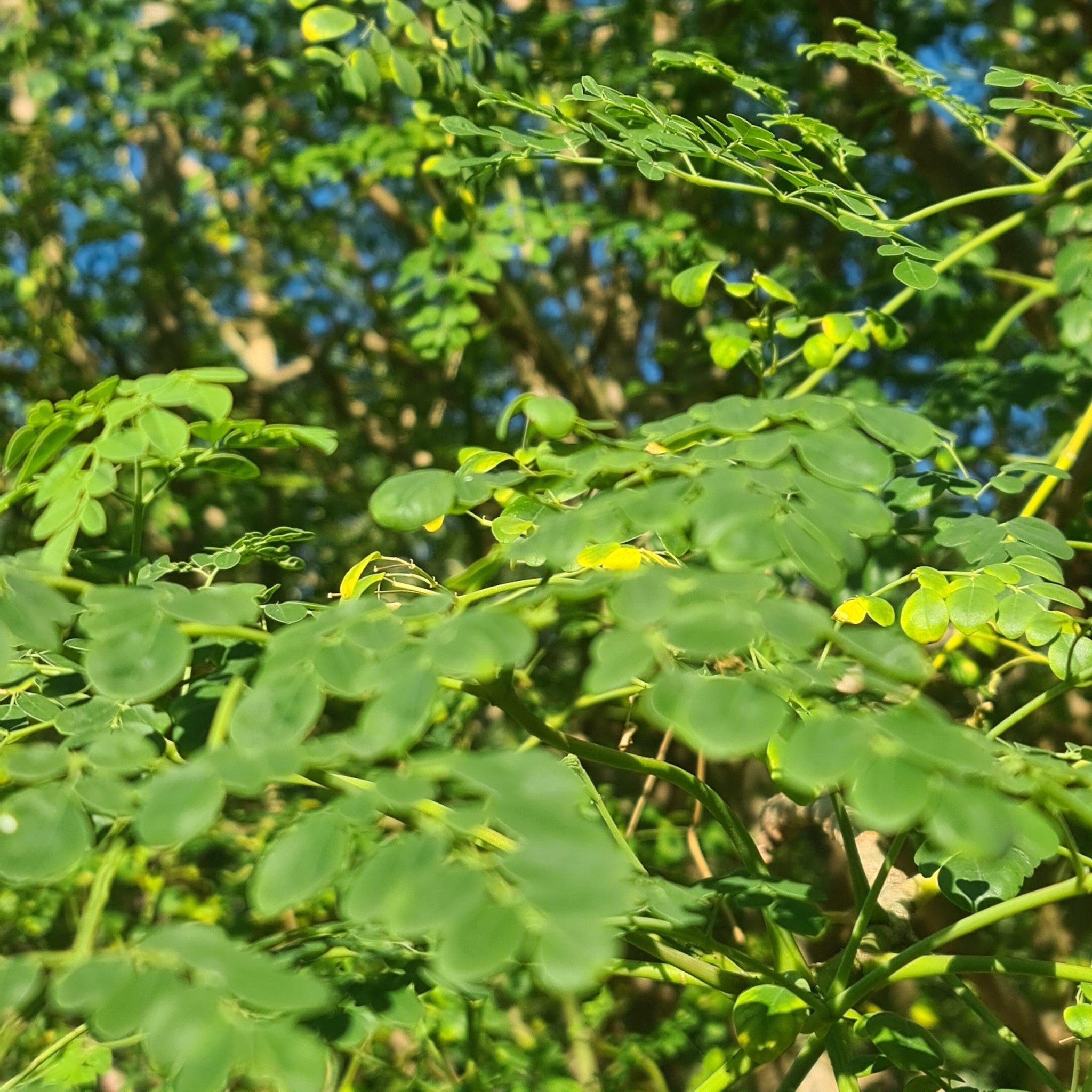 Muuringa Tree Moringa oleifera- Drumstick Tree - Moringa - Tree of life. - Rare ...