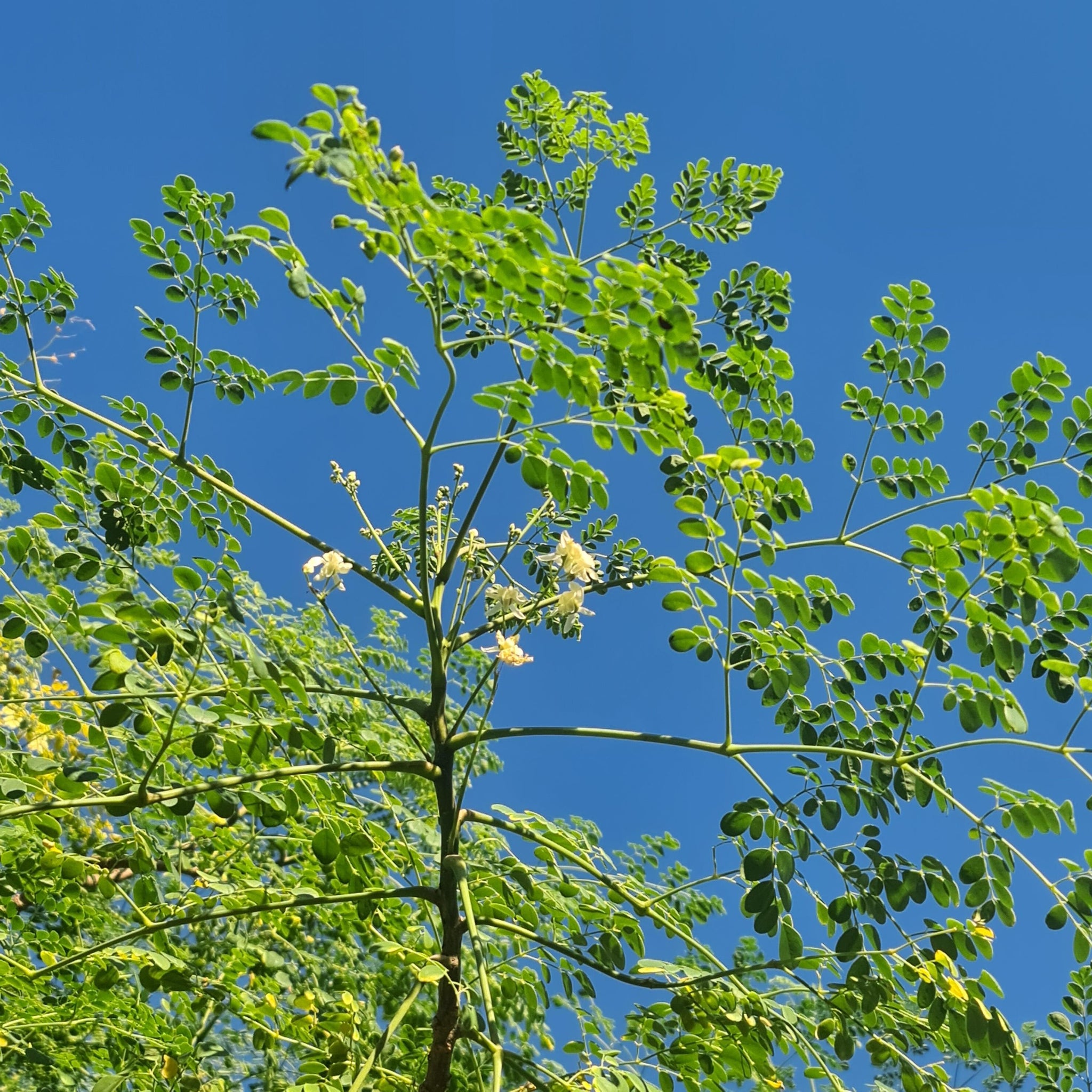 Muuringa Tree Moringa Oleifera