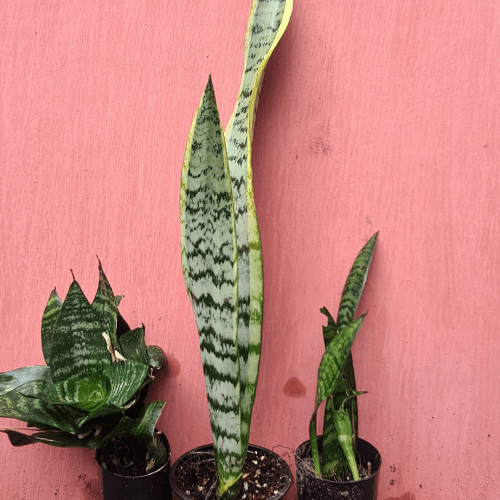 Mother in laws tongue, Snake Plant , Dracaena trifasciata Mixed 3 - Rare Dragon Fruit