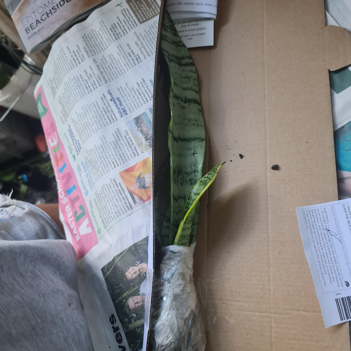 Mother in laws tongue, Snake Plant , Dracaena trifasciata x1 - Rare Dragon Fruit