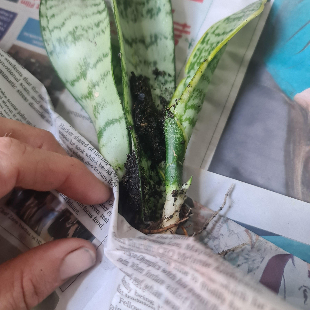 Mother in laws tongue, Snake Plant , Dracaena trifasciata x1 - Rare Dragon Fruit