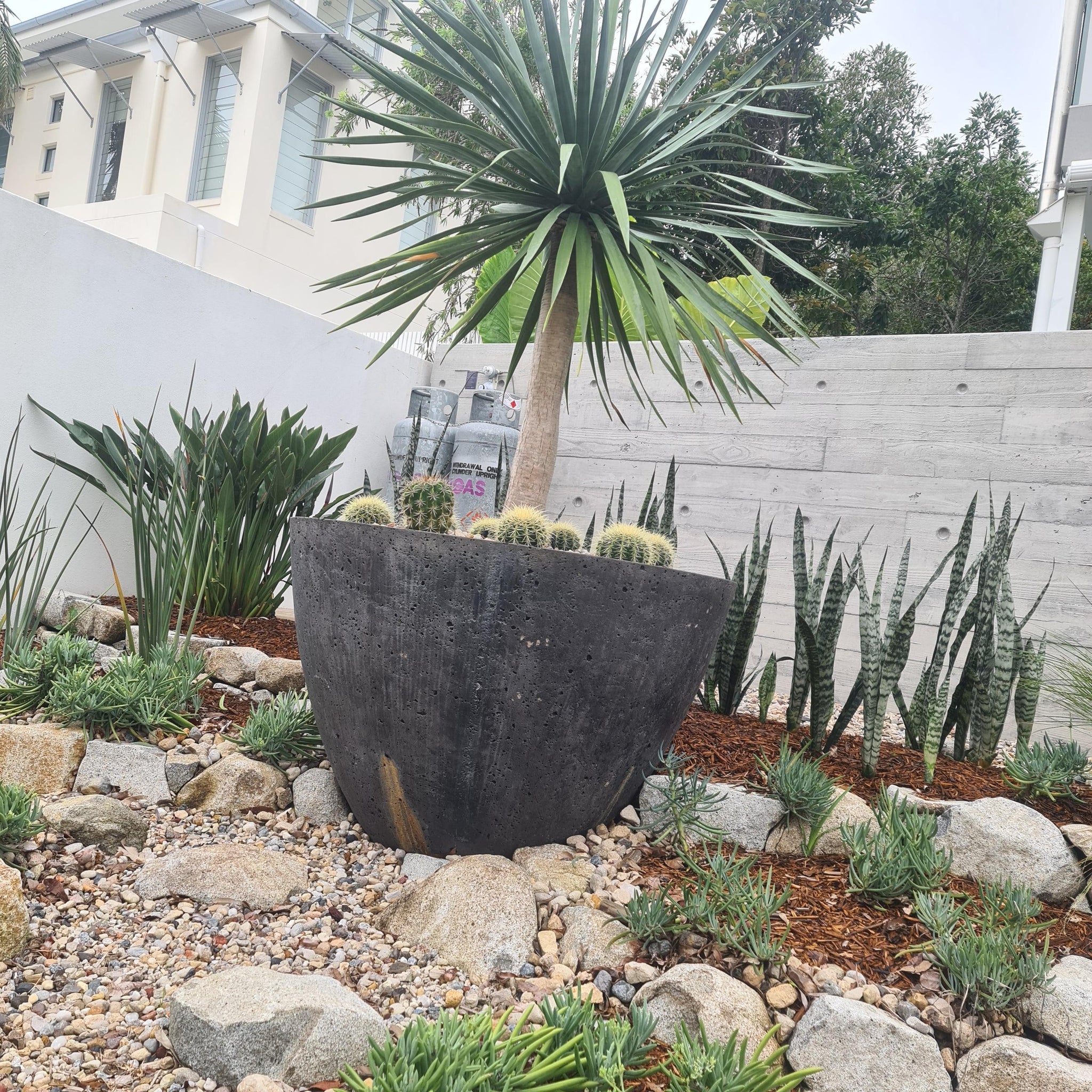 dracaena trifasciata outdoor Mother in laws tongue, Snake Plant , Dracaena trifasciata x2
