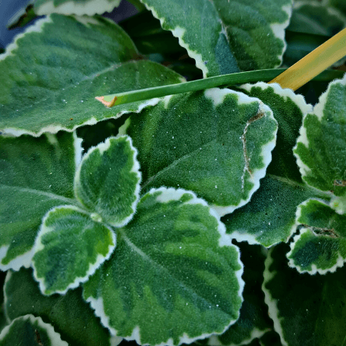 Mother of all herb Variegated, Queen of Herbs, Five in One Herb, Five Seasons - Rare Dragon Fruit