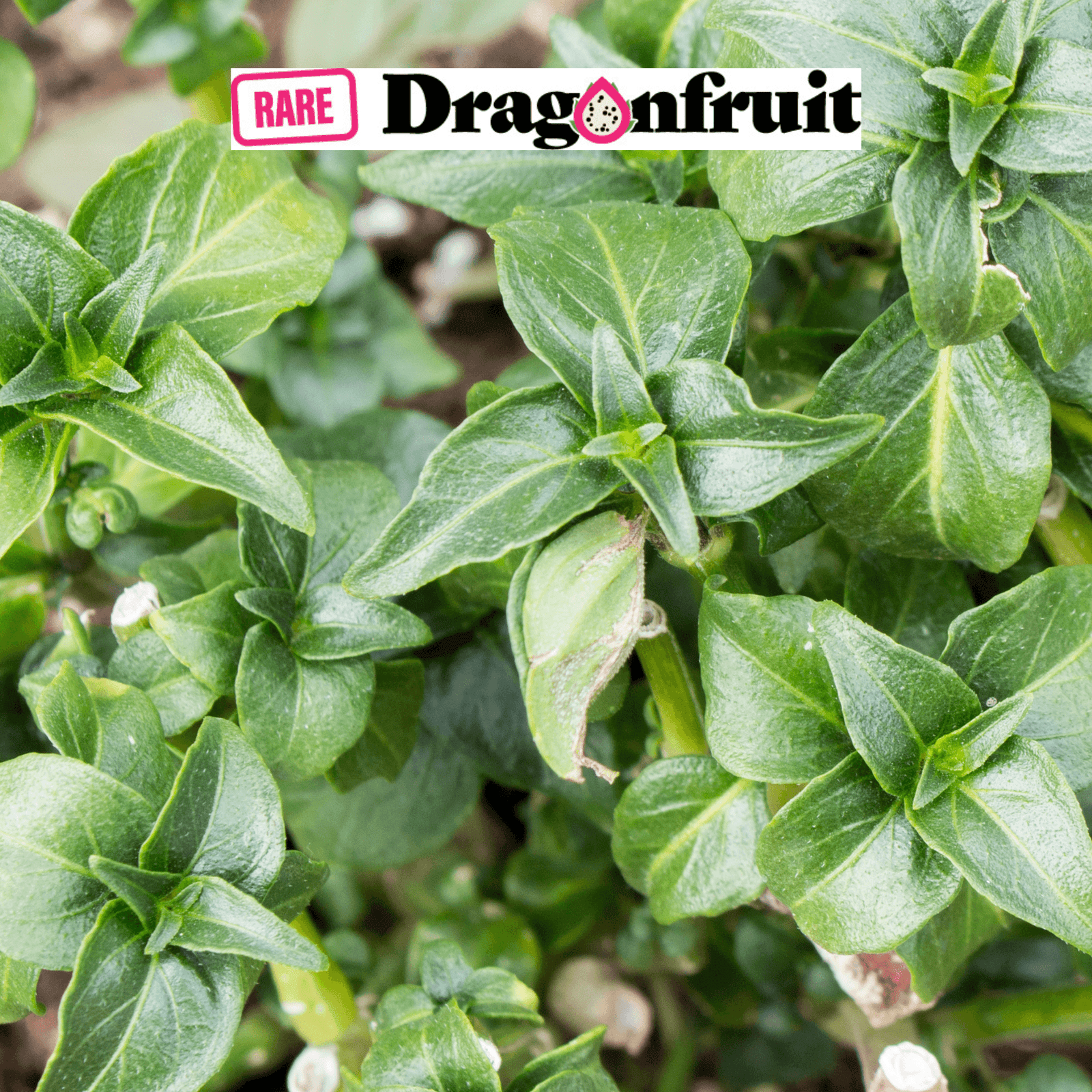 Mushroom Plant or Mushroom spinach - Rungia klossii - Rare Dragon Fruit