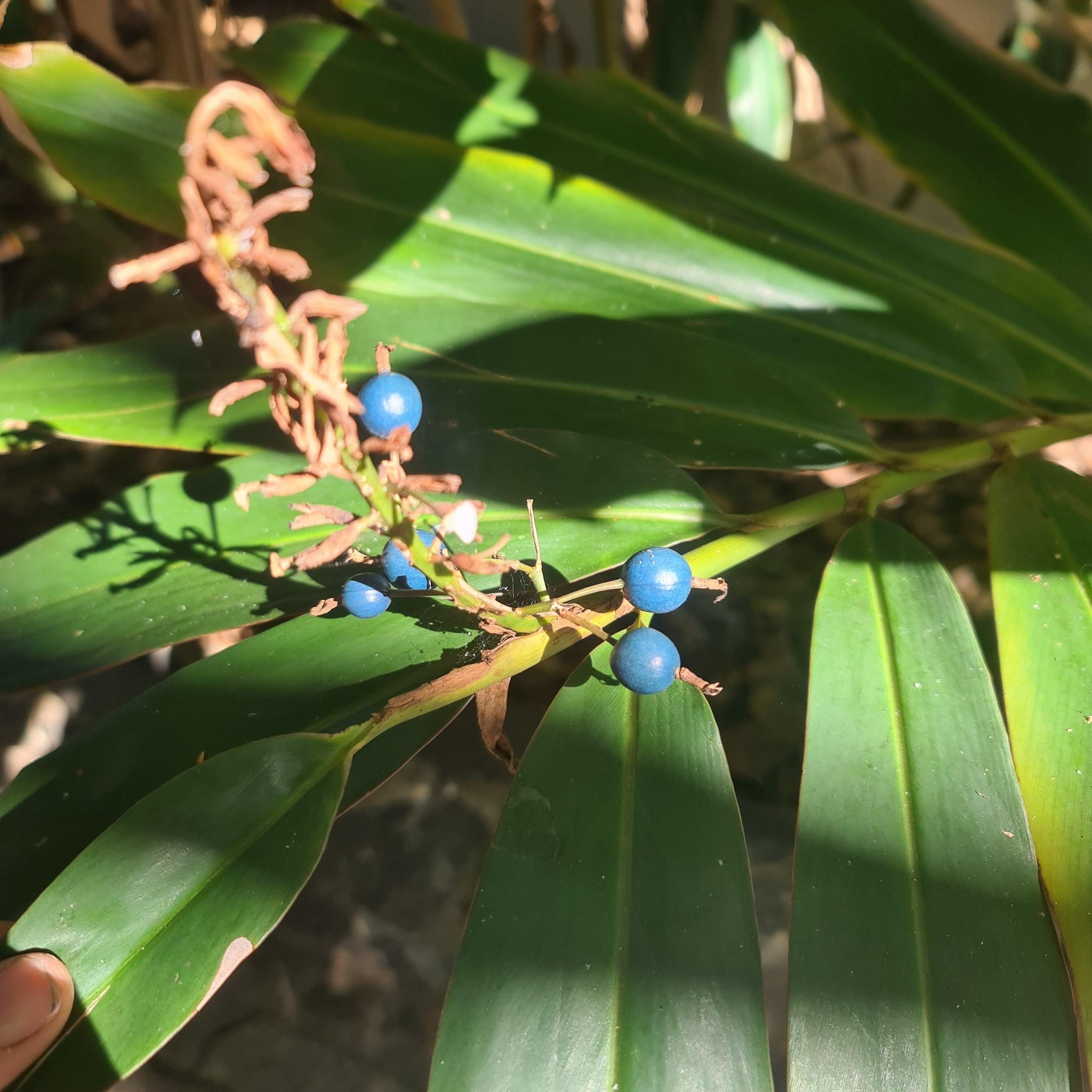 NATIVE GINGER – ALPINEA CAERULEA - BUSH TUCKER SPECIES - Rare Dragon Fruit