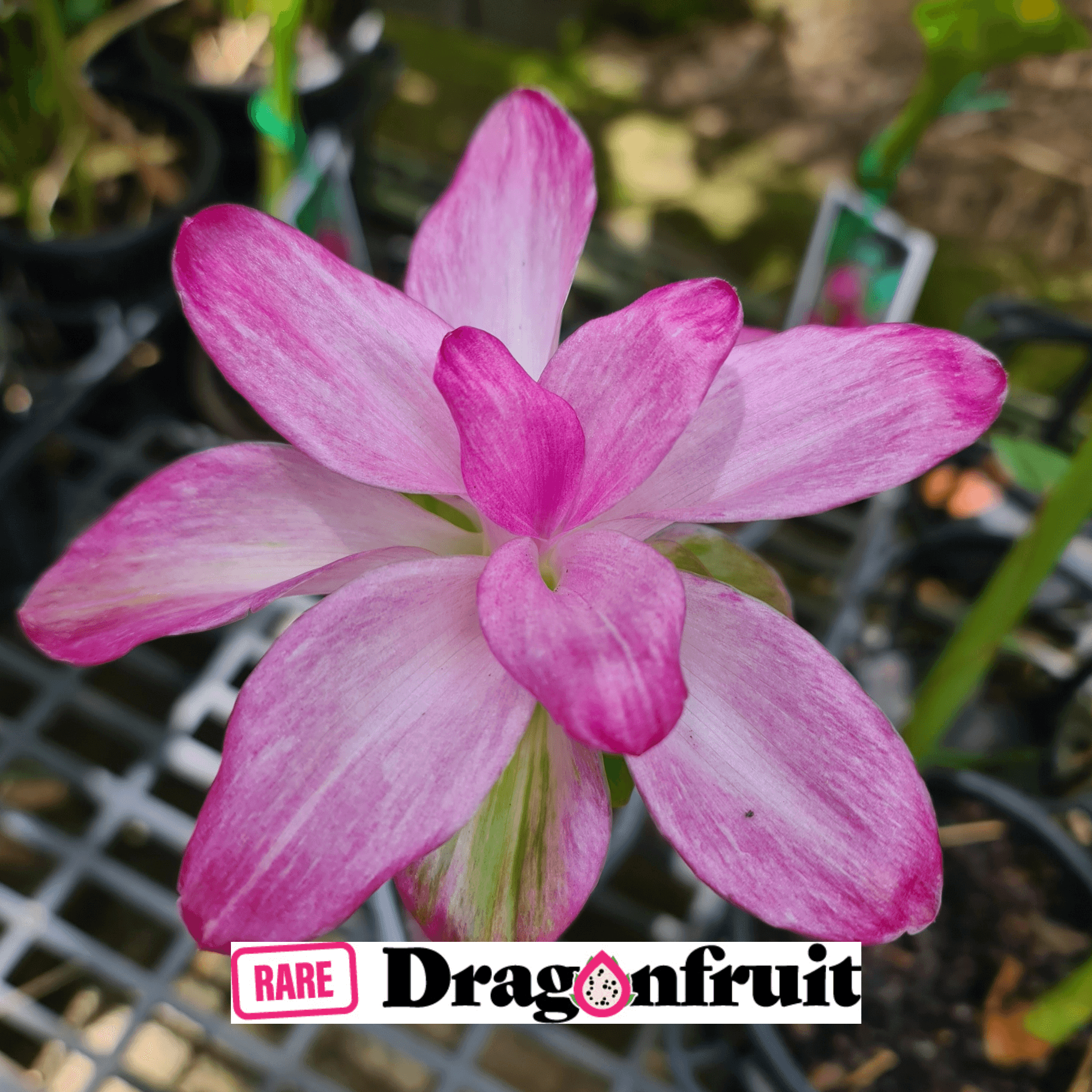 Native Turmeric -Curcuma australasica (Cape York Lily) - Rare Dragon Fruit