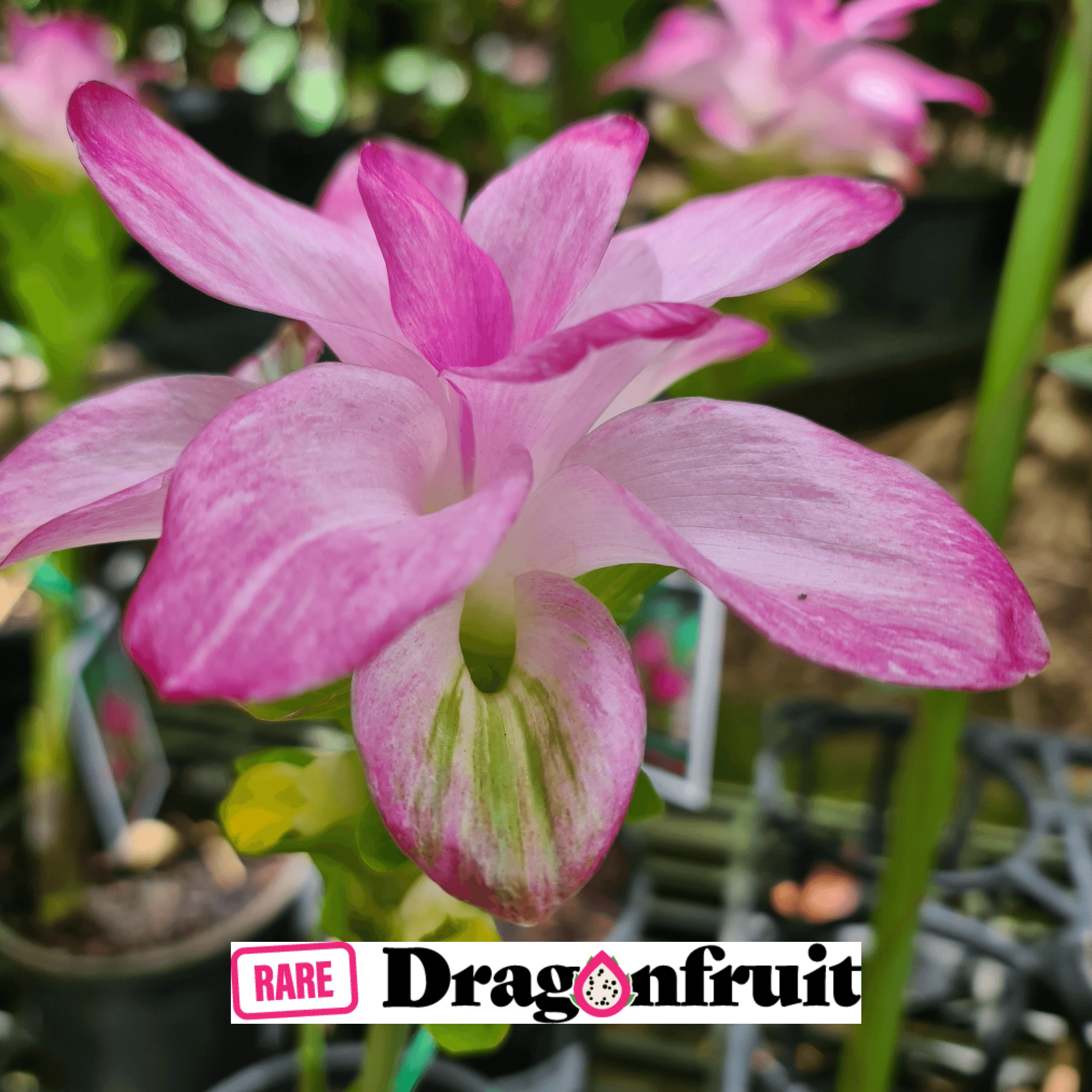 Native Turmeric -Curcuma australasica (Cape York Lily) - Rare Dragon Fruit