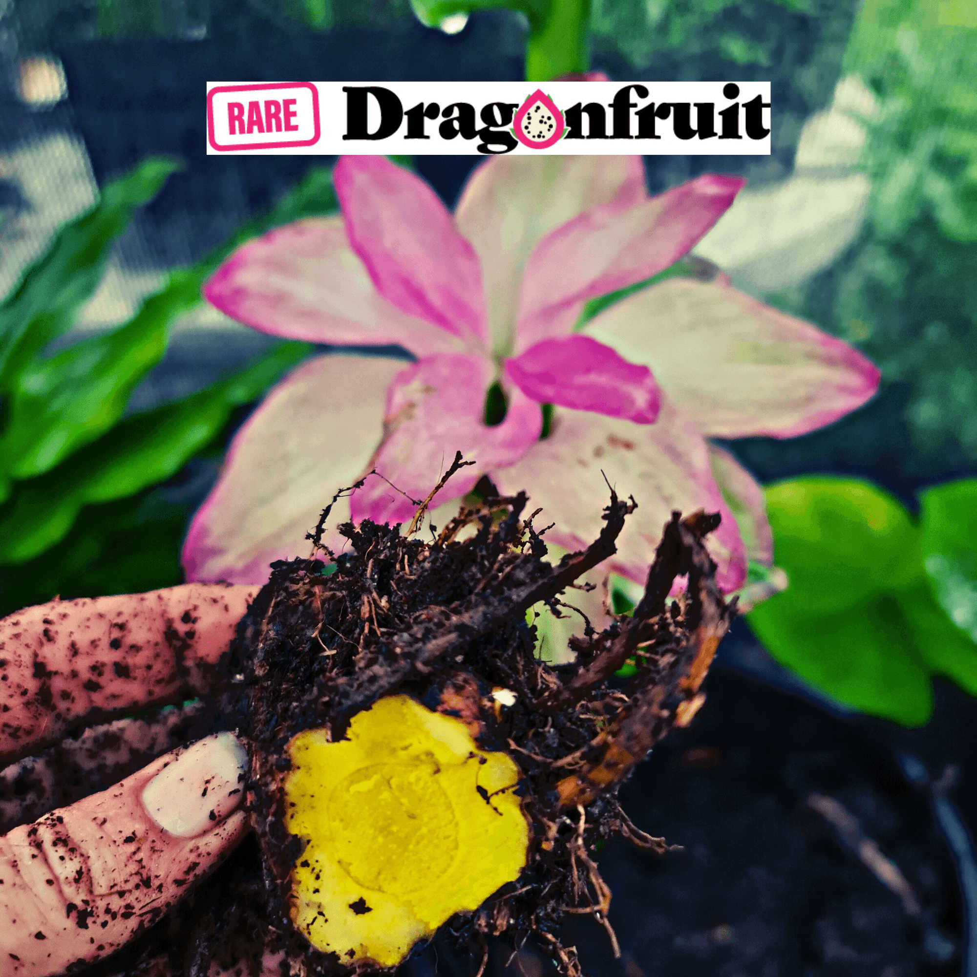 Native Turmeric -Curcuma australasica (Cape York Lily) - Rare Dragon Fruit