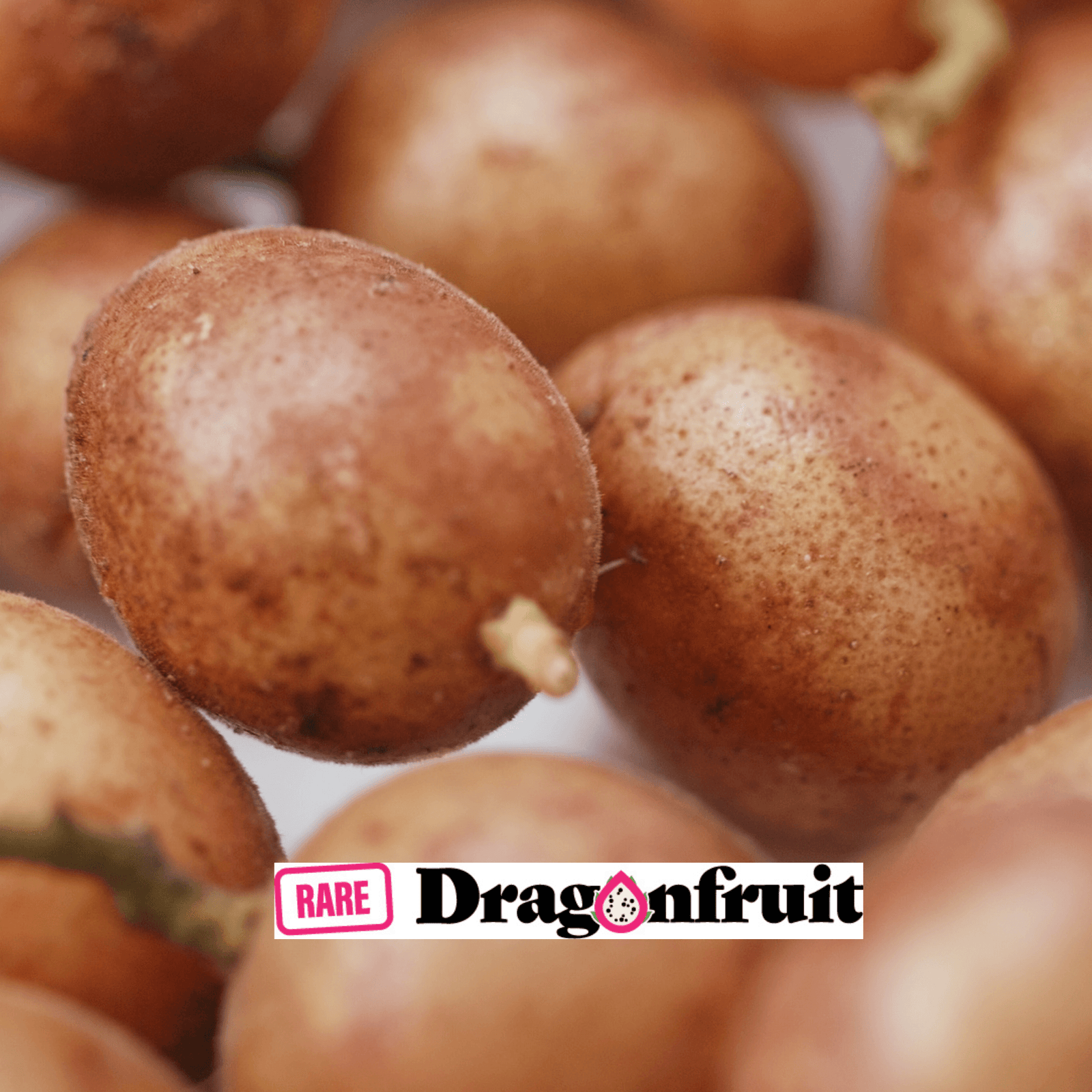 Native Wampi or Wampee Bush Tucker plant- Clausena brevistyla - Rare Dragon Fruit