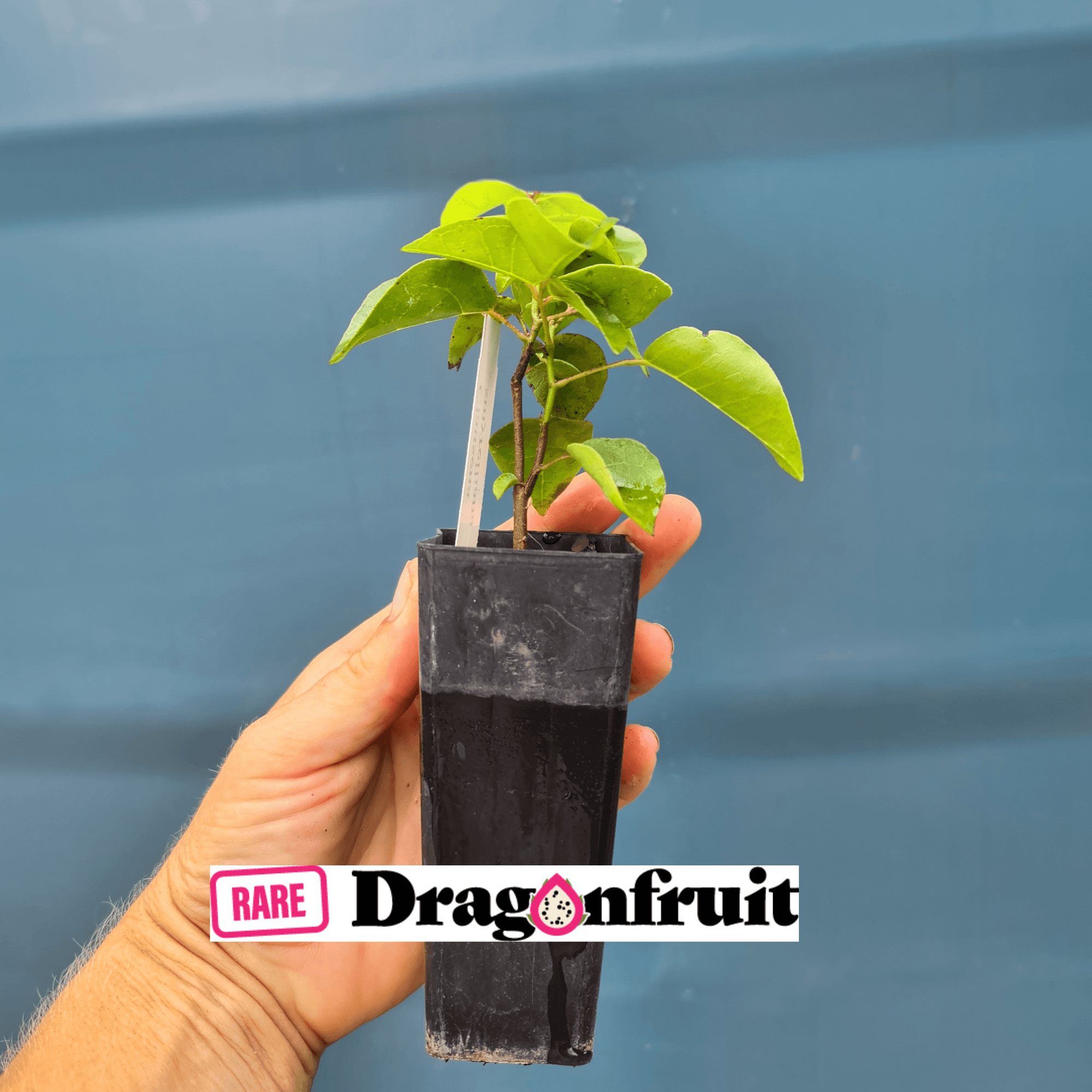 Native Wampi or Wampee Bush Tucker plant Clausena brevistyla Rare