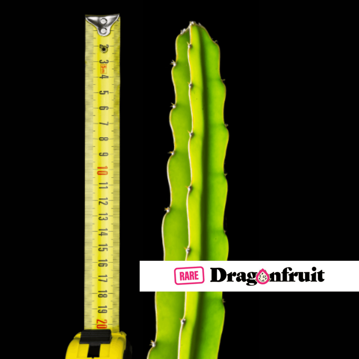 New 2022 Armando Dragon Fruit Variety - Hylocereus costaricensis - Rare Dragon Fruit