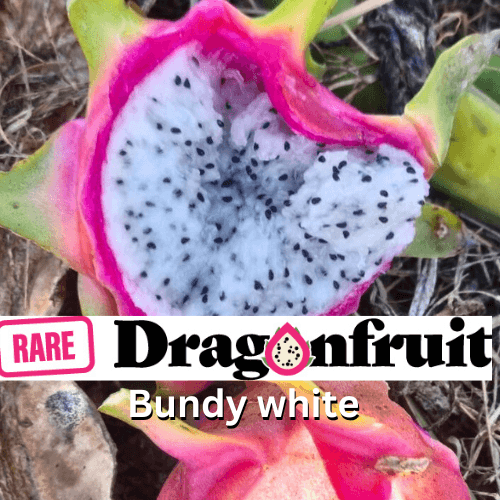 Bundy White Dragon fruit - Rare Dragon Fruit