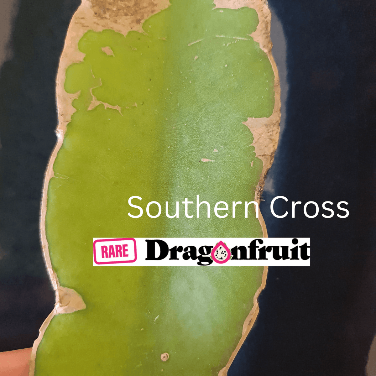 New Southern cross Dragon Fruit Plant - Rare Dragon Fruit