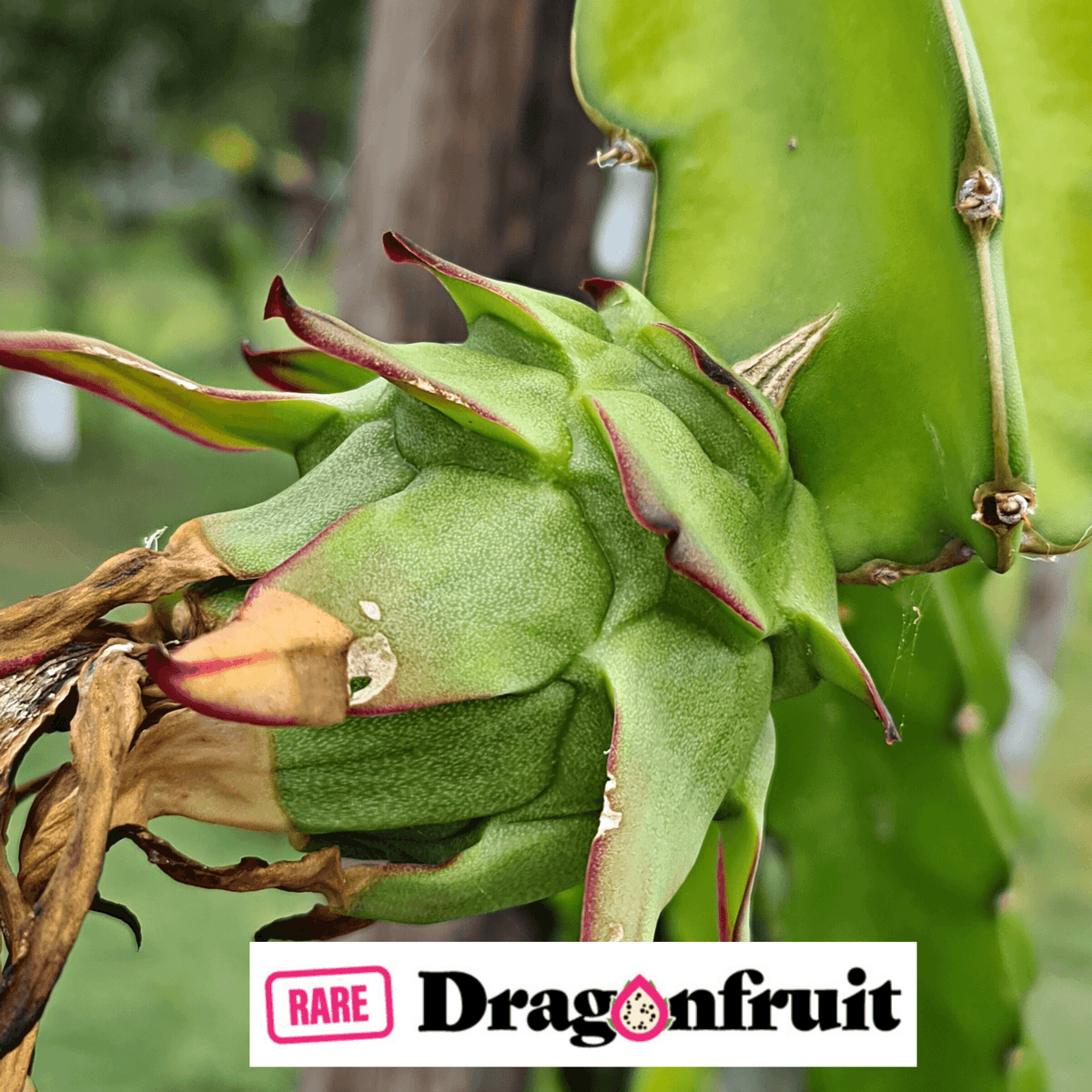 Not Red Curly Dragon Fruit - Rare Dragon Fruit