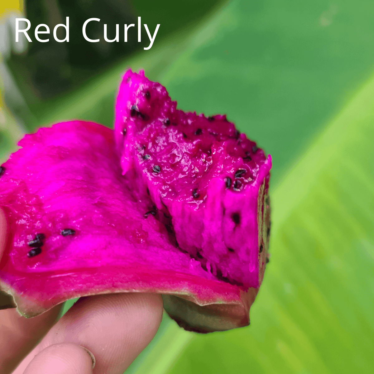 Not Red Curly Dragon Fruit - Rare Dragon Fruit