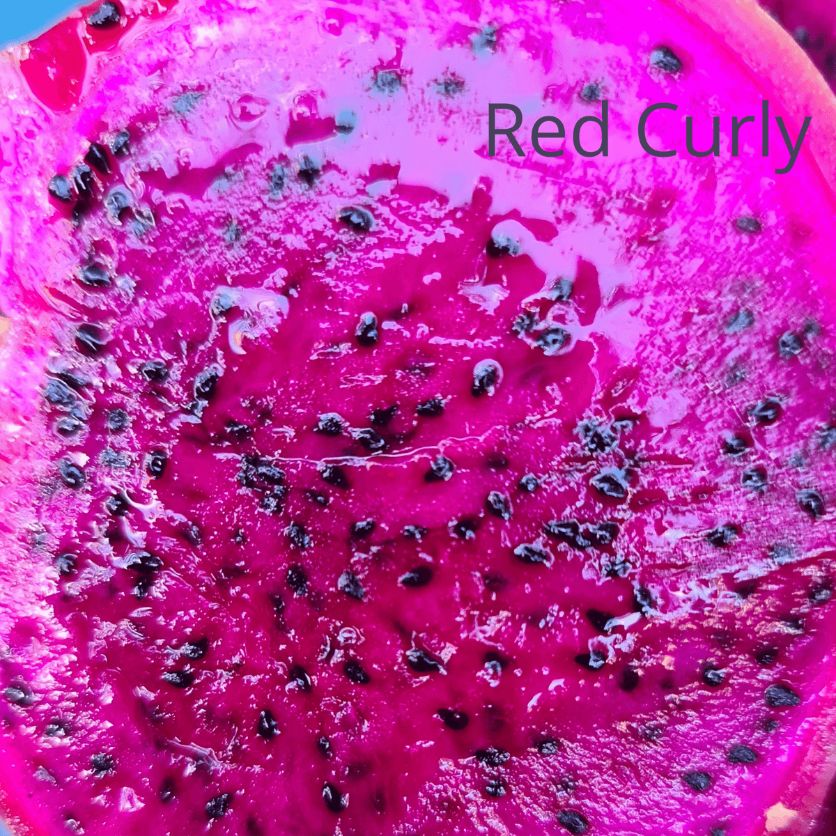 Not Red Curly Dragon Fruit - Rare Dragon Fruit