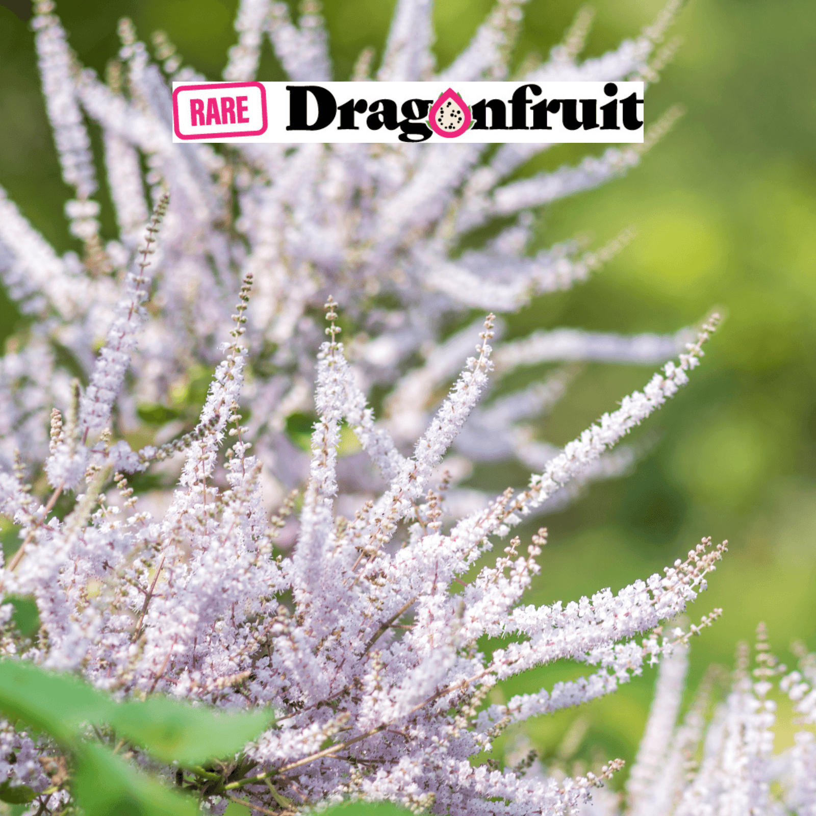 Nutmeg Bush- Tetradenia riparia - Rare Dragon Fruit