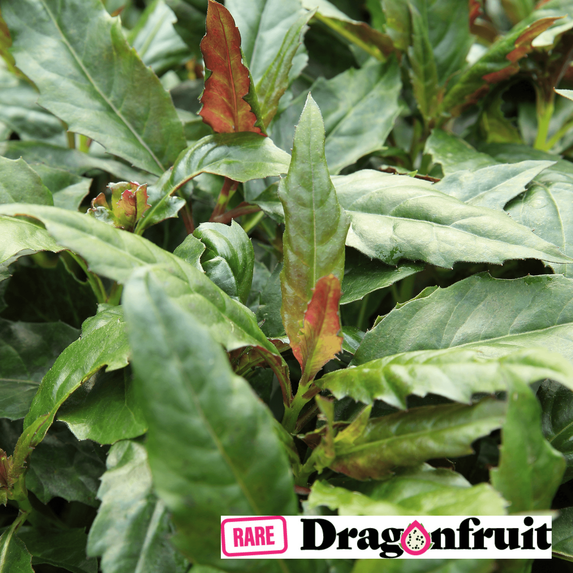 Okinawa Spinach (Gynura Crepioides) Live Plant - 3" Pot, Edible Perennial From Wellspring Gardens