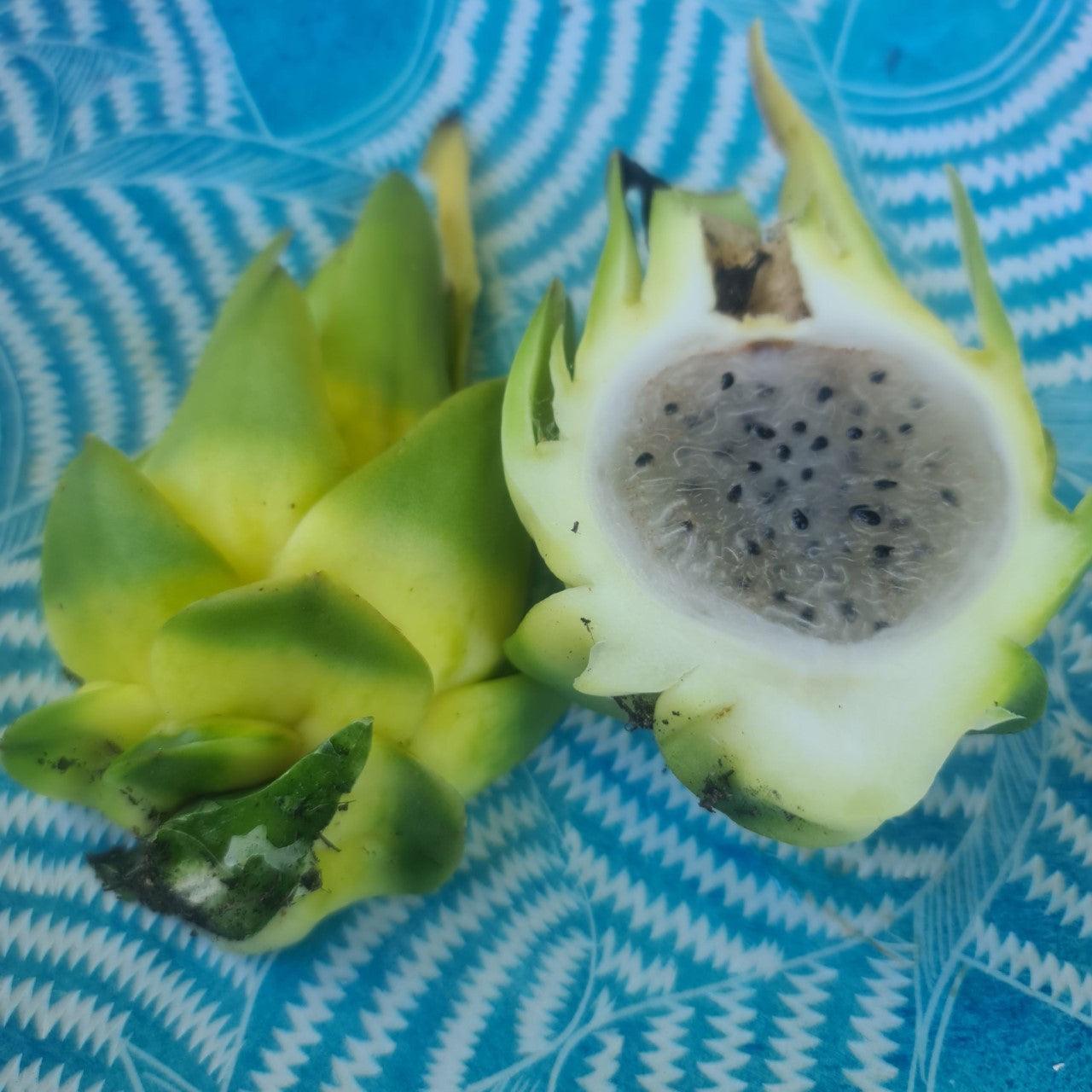 Ozzie Gold- Hylocereus undatus Yellow Dragon Fruit - Rare Dragon Fruit