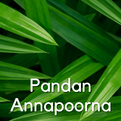 Pandan Annapoorna - Rare Dragon Fruit