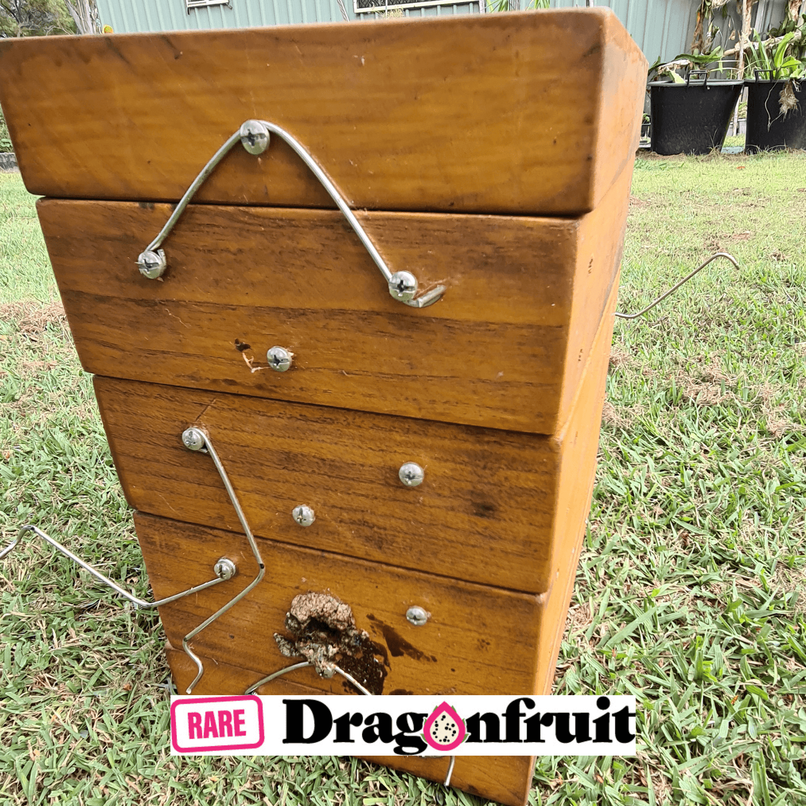 Paulownia Native bee Box- Oath design - Rare Dragon Fruit