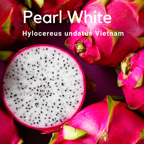 Pearl White Hylocereus undatus Vietnamese Dragon Fruit Variety - Rare Dragon Fruit