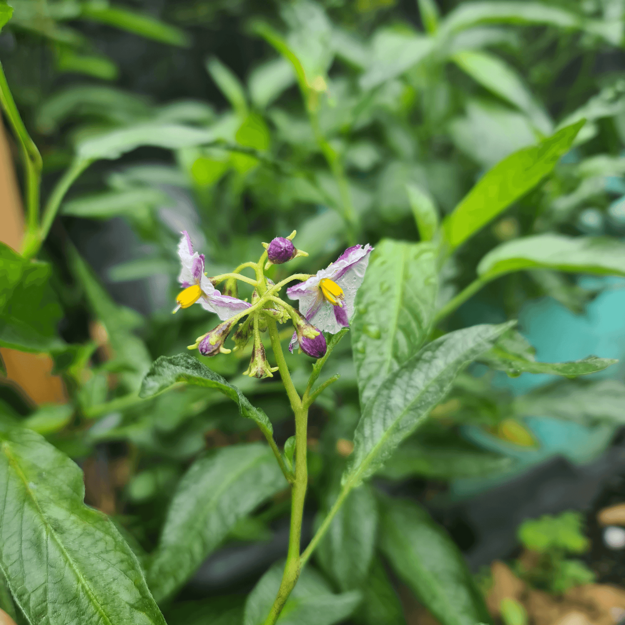 White Fruit With Purple Stripes: Unique, Exotic, and Delicious!